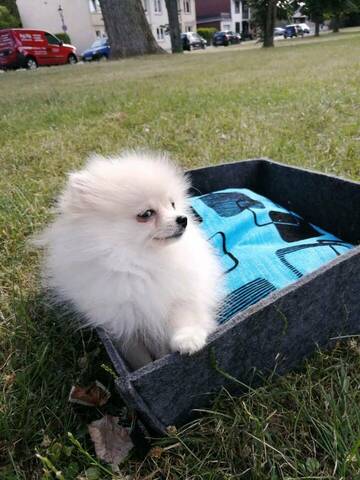 Pomeranian ZwergSpitz Teddy Welpen