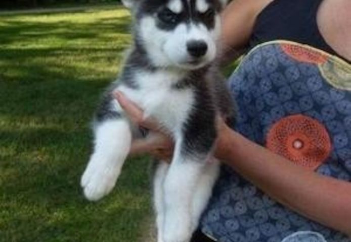 Husky-Welpen