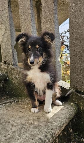 dreifarbiges Sheltie-Mädchen