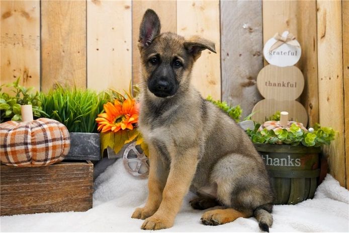 Deutsche Schäferhund Welpen