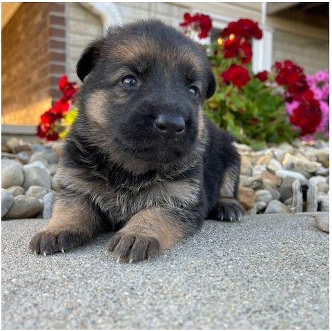 Deutsche Schäferhund Welpen