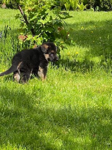 Deutsche Schäferhund Welpen