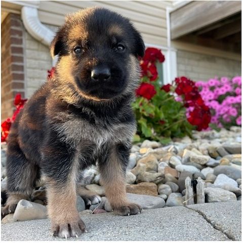 Deutsche Schäferhund Welpen