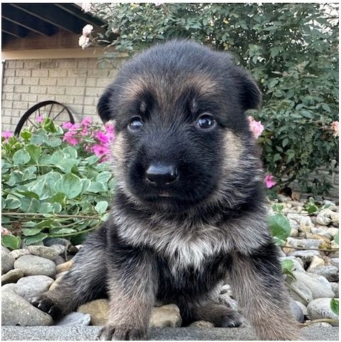 Deutsche Schäferhund Welpen