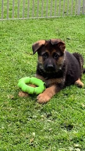 Deutsche Schäferhund Welpen