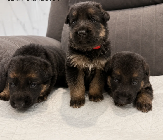 Schäferhund-Welpen suchen ein liebevolles Zuhause