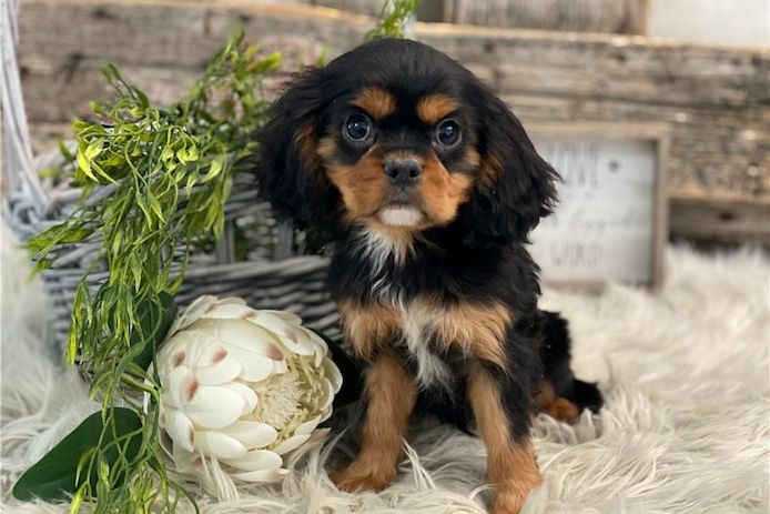 Cavalier King Charles Welpen