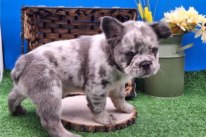 Französische Bulldoggen Welpen (Blue) suchen ein Zuhause