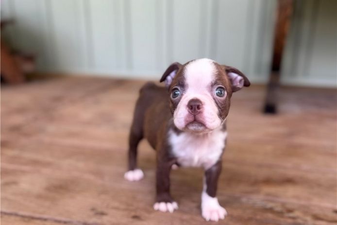 Reinrassige Boston Terrier Welpen