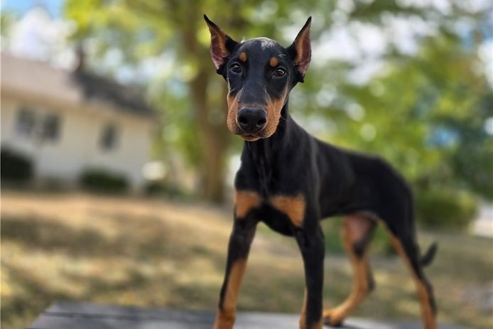 Reinrassige dobermann welpen