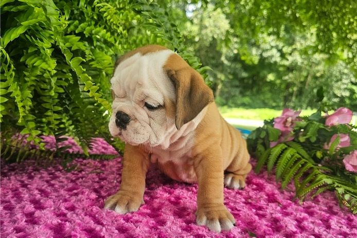 Reinrassige Englische Bulldoggen welpen