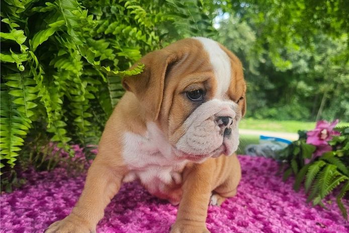 Reinrassige Englische Bulldoggen welpen