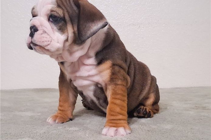 Reinrassige Englische Bulldoggen welpen