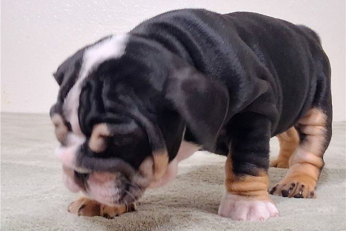 Reinrassige Englische Bulldoggen welpen