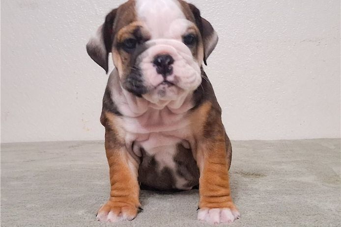 Reinrassige Englische Bulldoggen welpen