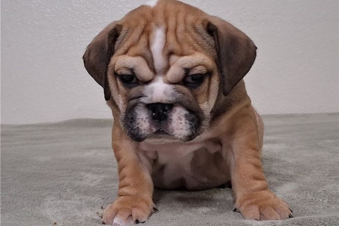 Reinrassige Englische Bulldoggen welpen