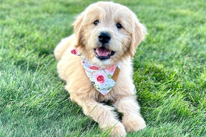 Reinrassige goldendoodle welpen