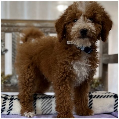 Reinrassige goldendoodle welpen