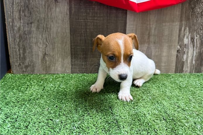 Reinrassige Jack Russell Terrier welpen