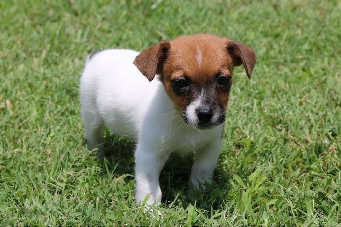 Reinrassige Jack Russell Terrier welpen