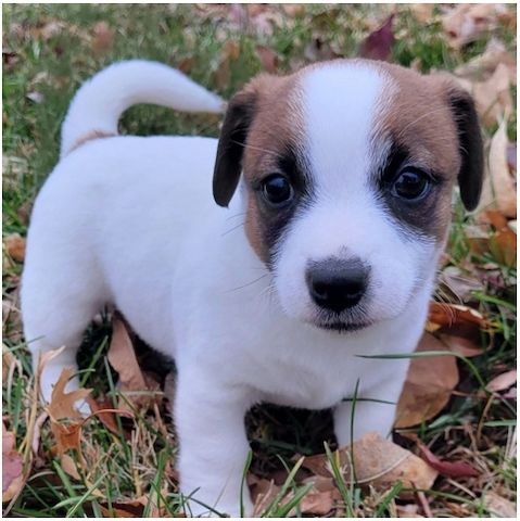 Reinrassige Jack Russell Terrier welpen