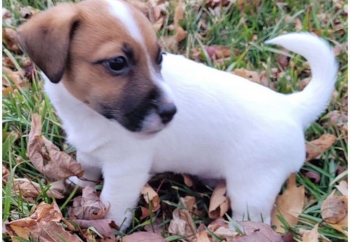 Reinrassige Jack Russell Terrier welpen