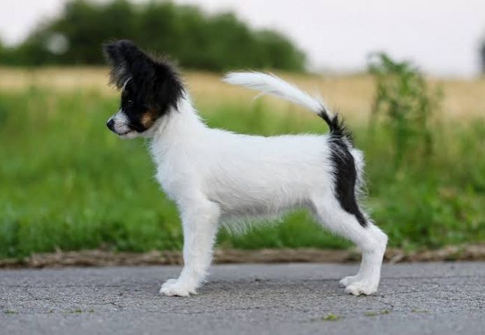 Papillon-Welpen. WhatsApp: +44 7469 456352