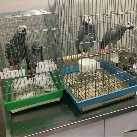 Paar Graupapageien sucht ein neues Zuhause 🦜