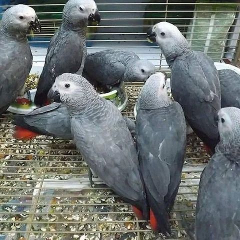 Paar Graupapageien sucht ein neues Zuhause 🦜