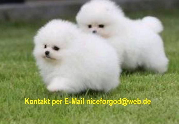 Gut aussehender pomeranian Zwergspitz
