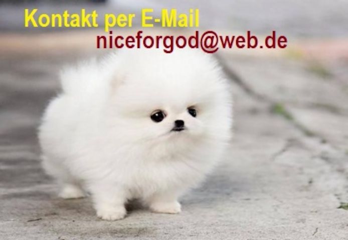 Zwergspitz (pomeranian Spitz)