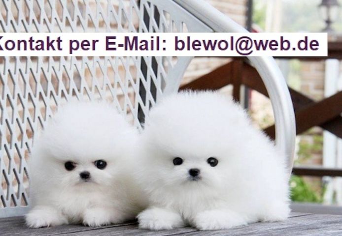 MINI ZWERGSPITZ POMERANIAN BOO WELPEN ZUM VERSCHENKEN