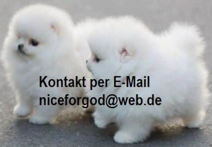 Zwergspitz  Pomeranian-Welpen verfügbar