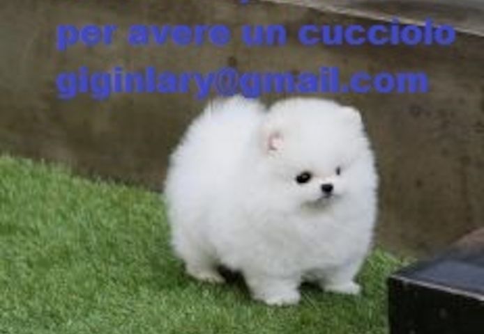 Pomeranian-Welpen verfügbar