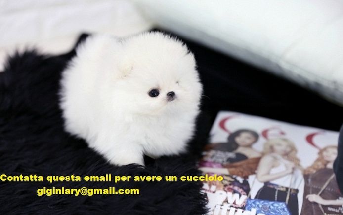 Miniatur Pomeranian Zwergspitz Welpen