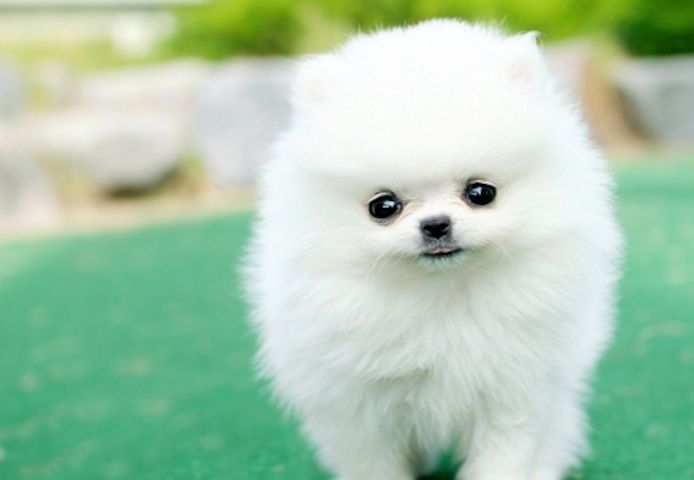 Reinrassige Zwergspitz Pomeranian welpen mit Stammbaum-Ahnentafel