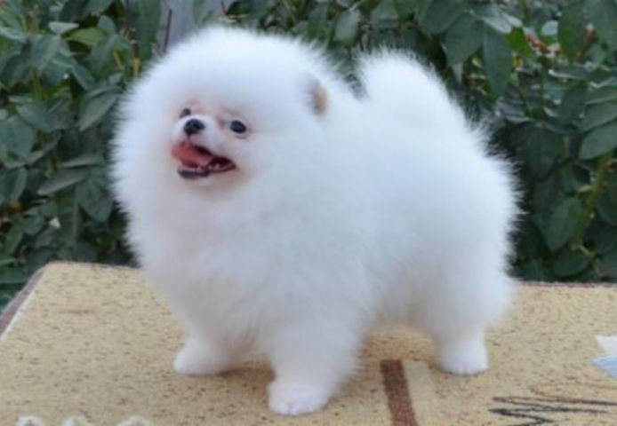 Zwergspitz Pomeranian (mini Welpen )