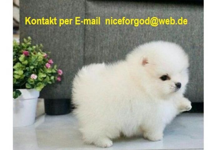 Reinrassige Pomeranian welpen
