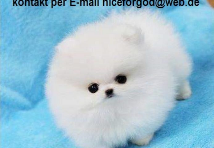 Reinrassige Mini Pomeranian welpen