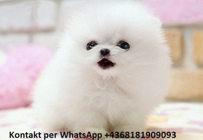 Zwergspitz  Pomeranian-Welpen verfügbar