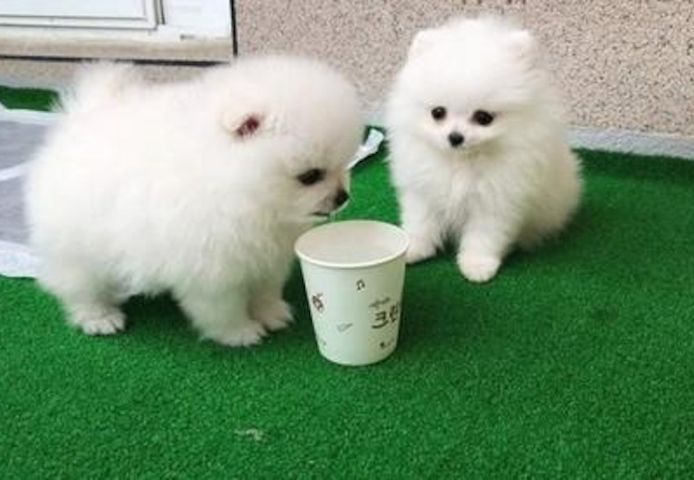 Miniatur Pomeranian Zwergspitz Welpen