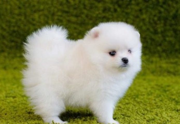 Pomeranian Zwergspitz Welpen Boo