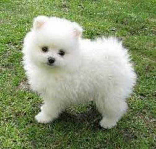 Wunderschöne Pomeranian-Welpen