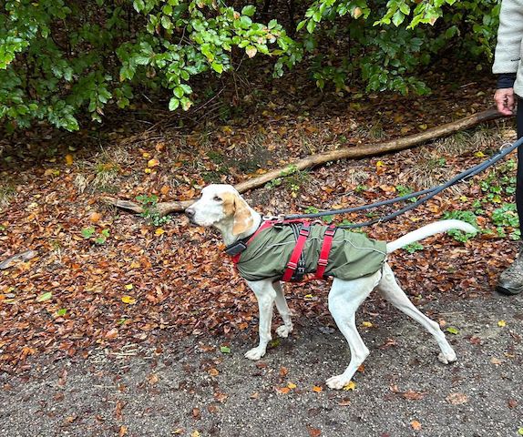 Monty (Schon auf Pflegestelle in Deutschland)