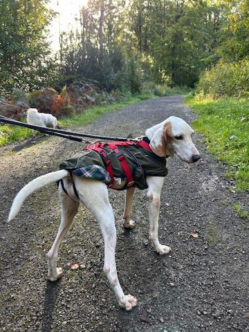 Monty (Schon auf Pflegestelle in Deutschland)