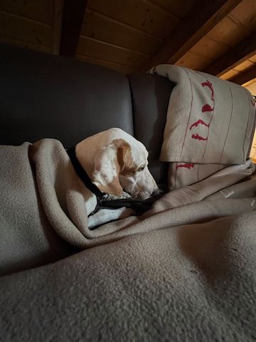 Monty (Schon auf Pflegestelle in Deutschland)