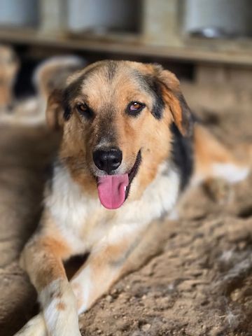 Theo (Auch Pflegestelle gesucht)