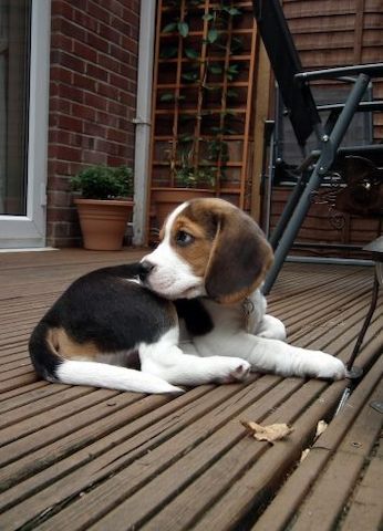Fröhliche & gesunde Beagle-Welpen zu verkaufen – freundlich, neugierig und voller Liebe