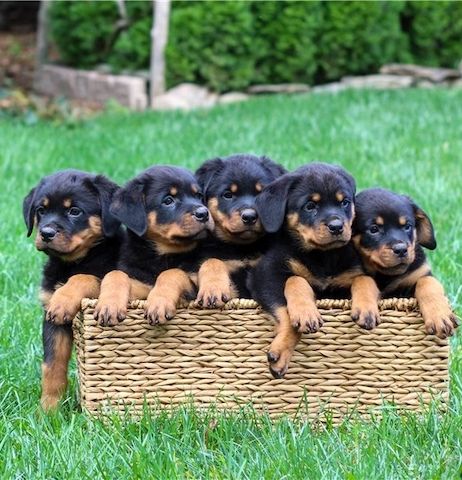 🐾 Rottweiler-Welpen 🐾