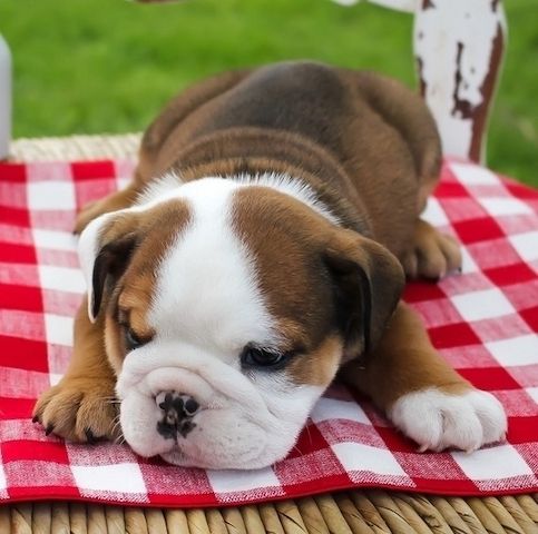 🐾 Englische Bulldoggen-Welpen 🐾